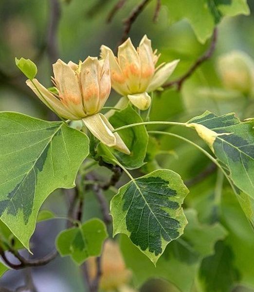 Liriodendron tulipifera 'Variegata'